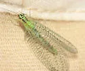 X-marked Green Lacewing - photo 2