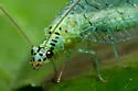 X-marked Green Lacewing - photo 3