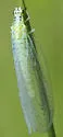 X-marked Green Lacewing - photo 4
