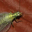 X-marked Green Lacewing - photo 5