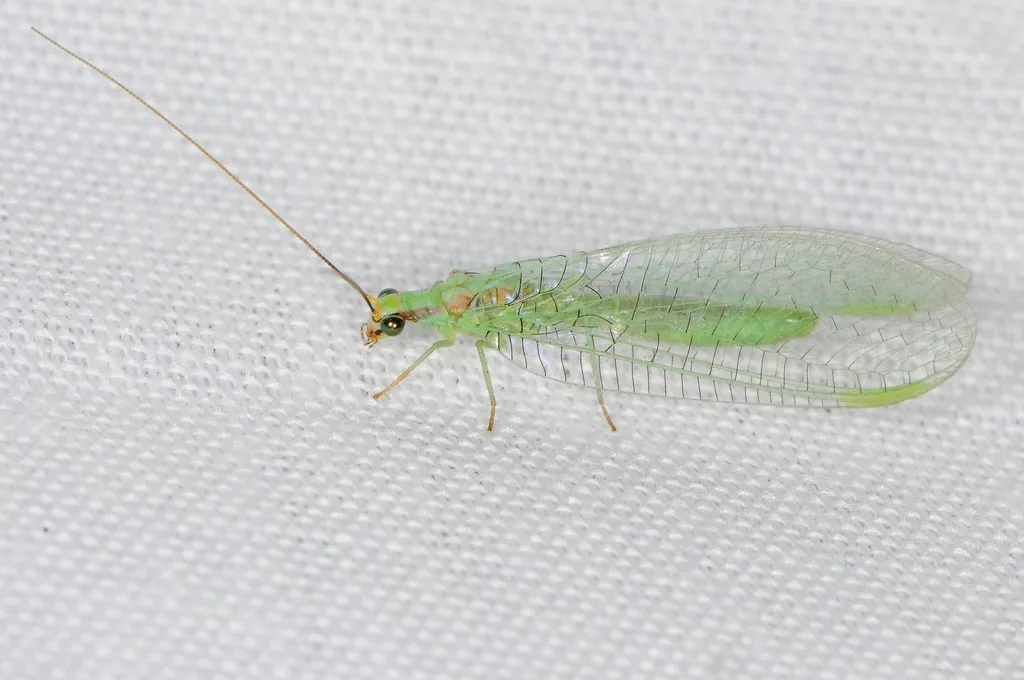 Chrysopa coloradensis