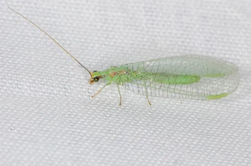 Chrysopa coloradensis - photo 2