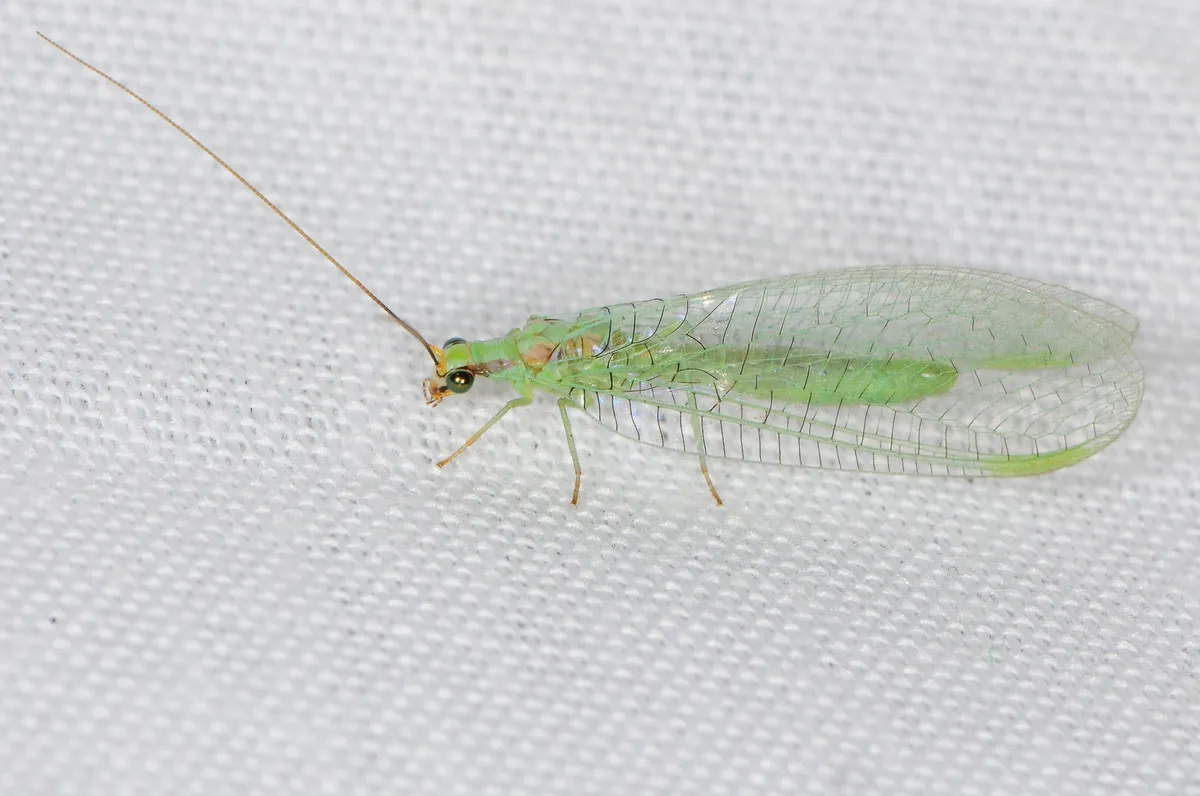 Chrysopa coloradensis - photo 3