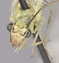 Chrysopa excepta - photo 2