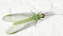 Chrysopa excepta - photo 4