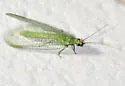 Chrysopa excepta - photo 5