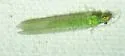 Chrysopa incompleta - photo 5