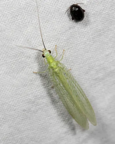 Black-horned Green Lacewing - photo 2