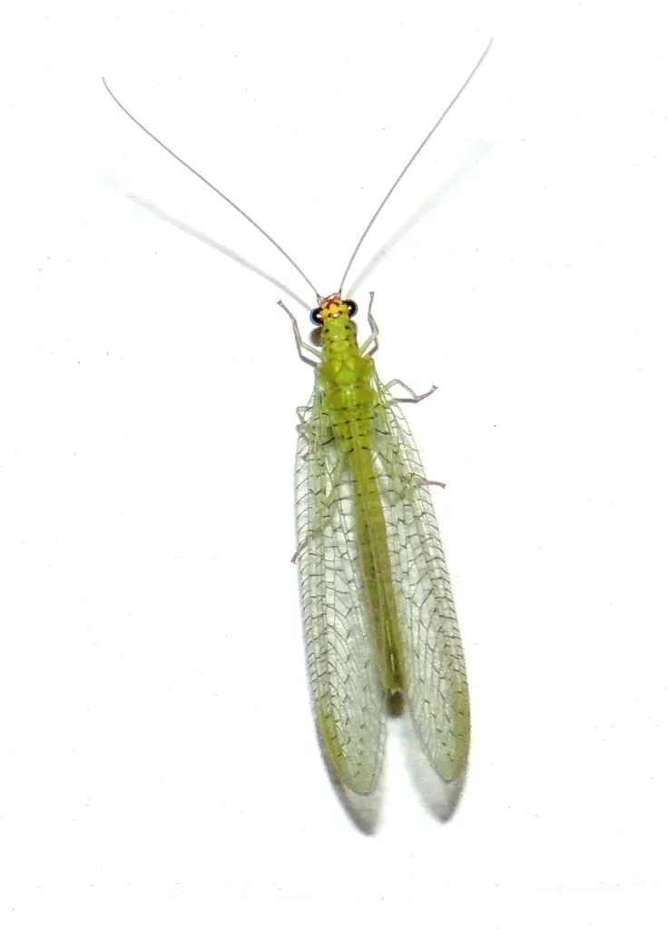 Chrysopa oculata
