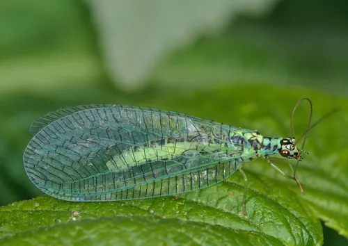 Pearly Green Lacewing
