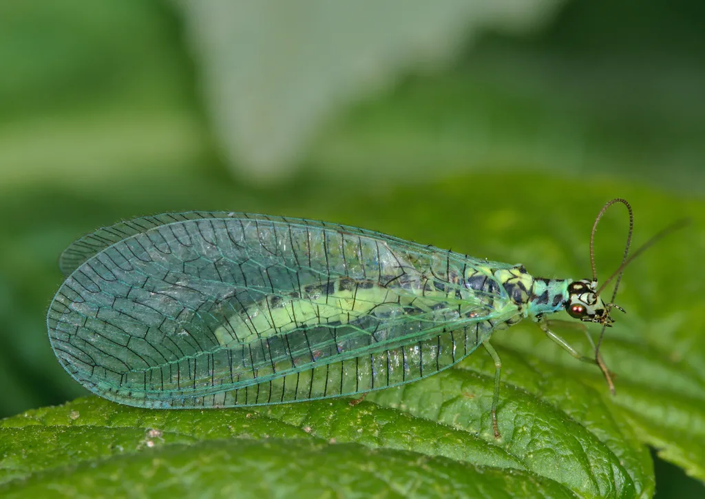 Pearly Green Lacewing - photo 2