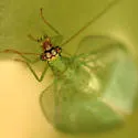 Chrysopa pleuralis