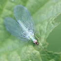 Chrysopa pleuralis - photo 2