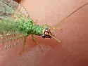 Chrysopa pleuralis - photo 3