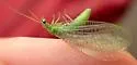 Chrysopa pleuralis - photo 4