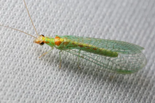 Four-spotted Green Lacewing