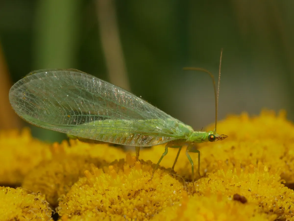 Chrysoperla carnea - photo 3