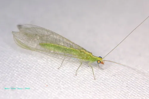 Comanche Green Lacewing - photo 3