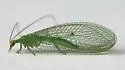 Downes's Green Lacewing