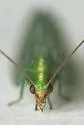 Downes's Green Lacewing - photo 2