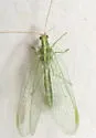 Downes's Green Lacewing - photo 3