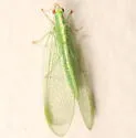 Downes's Green Lacewing - photo 4