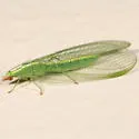 Downes's Green Lacewing - photo 5
