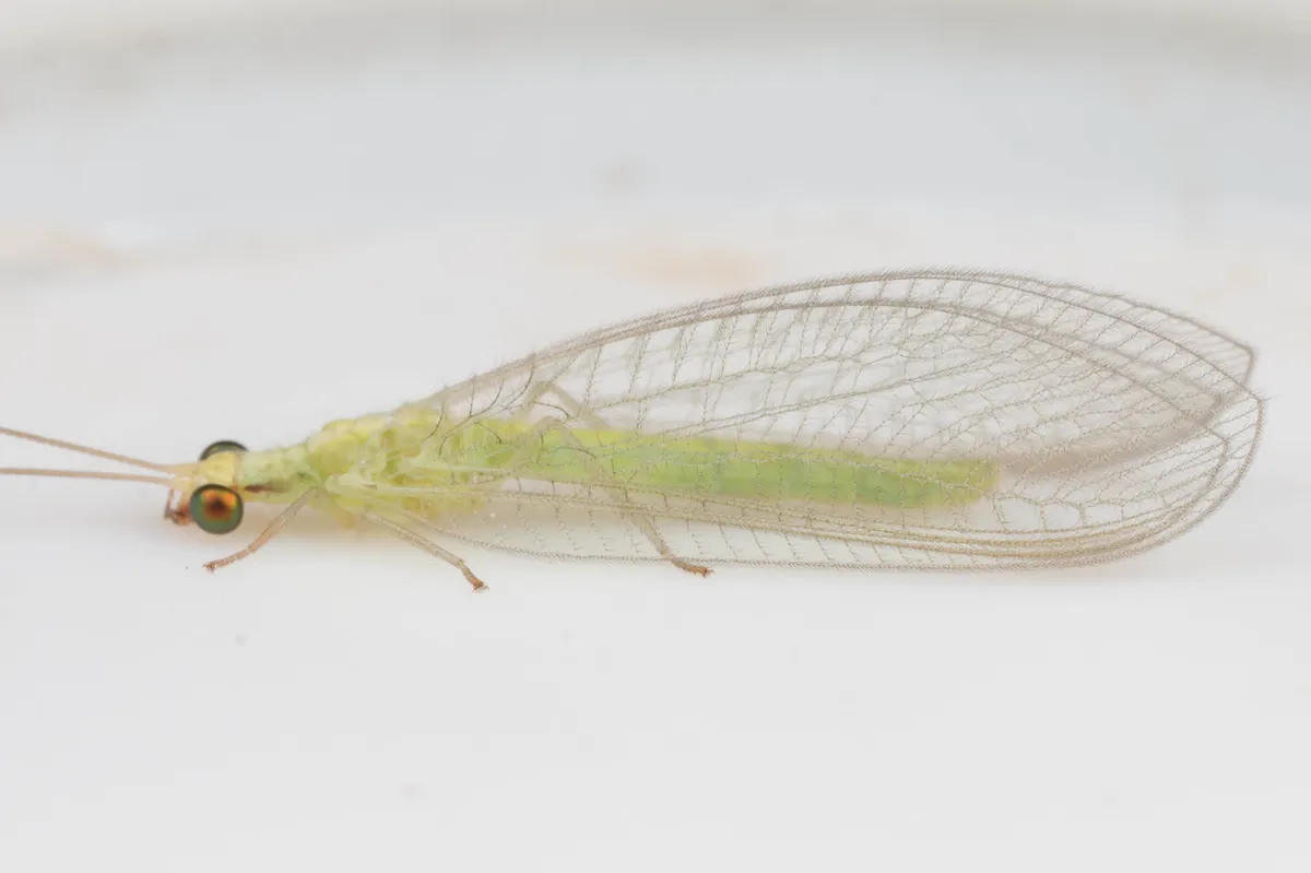 Chrysoperla externa
