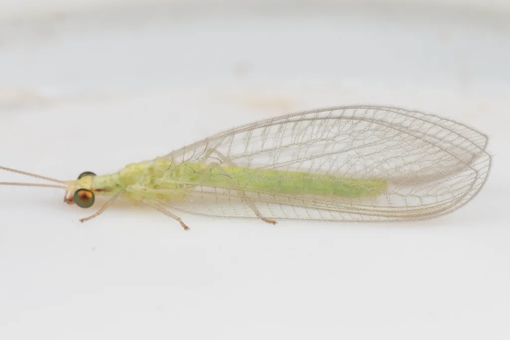 Chrysoperla externa - photo 2