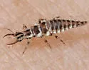 Harris's Green Lacewing