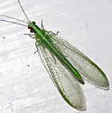 Harris's Green Lacewing - photo 2