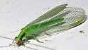 Harris's Green Lacewing - photo 3