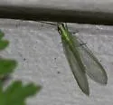 Harris's Green Lacewing - photo 4