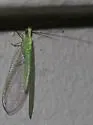 Harris's Green Lacewing - photo 5