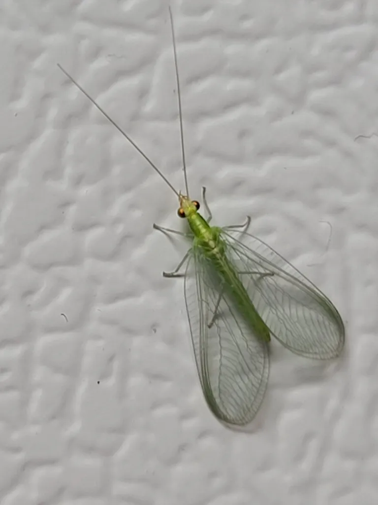 Weeping Green Lacewing - photo 2