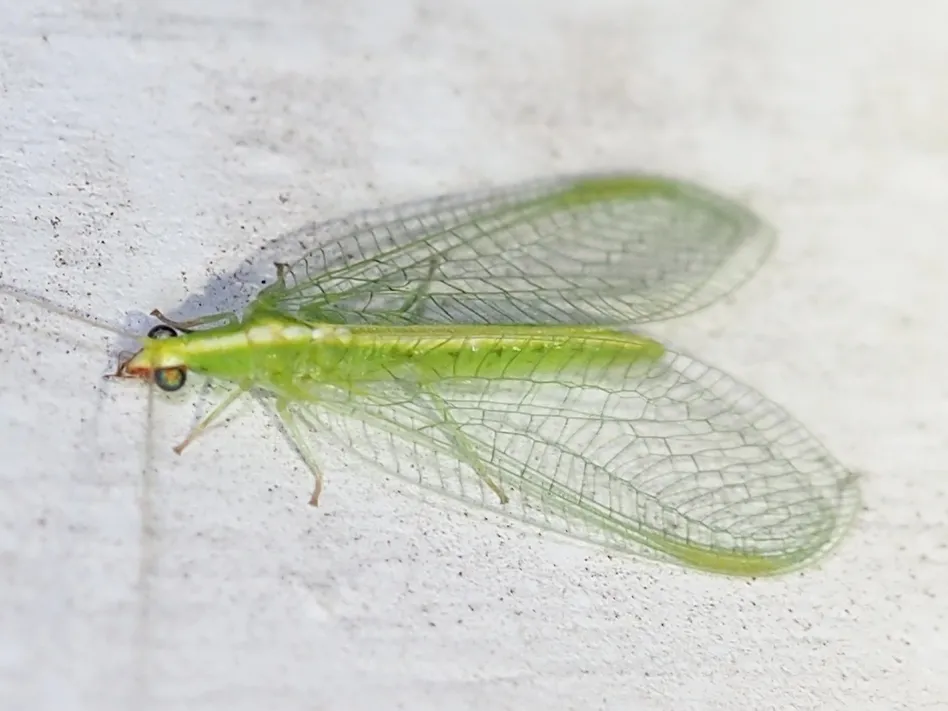 Red-lipped Green Lacewing