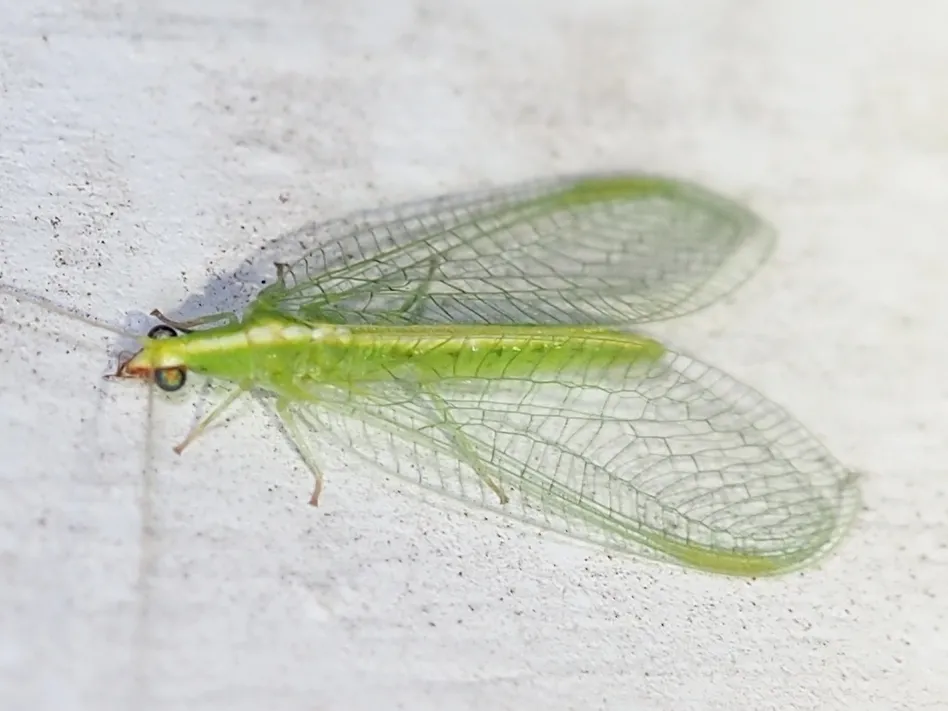 Red-lipped Green Lacewing - photo 2