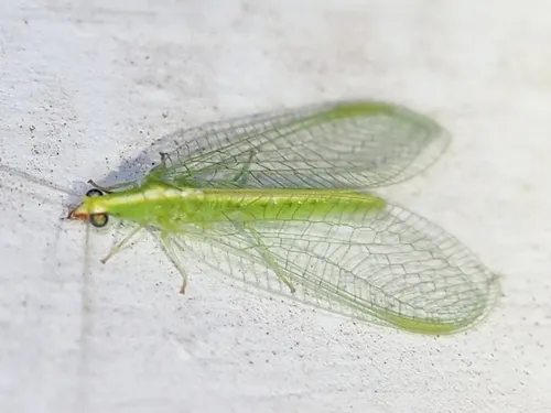 Red-lipped Green Lacewing - photo 3