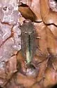 Chrysophana conicola