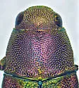 Chrysophana conicola - photo 4