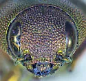 Chrysophana conicola - photo 5