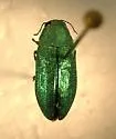 Chrysophana placida - photo 2