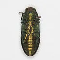 Chrysophana placida - photo 3