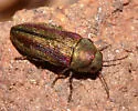 Chrysophana placida - photo 5