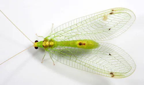 Green Lacewings - photo 3