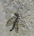 Chrysopilus andersoni