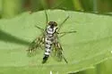 Chrysopilus andersoni - photo 2