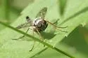 Chrysopilus andersoni - photo 3