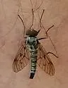 Chrysopilus andersoni - photo 4