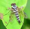 Chrysopilus andersoni - photo 5